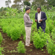 Examining Artemisia Annua plants on a farm in Arusha, Tanzania, on Wednesday, June 8, 2005.
